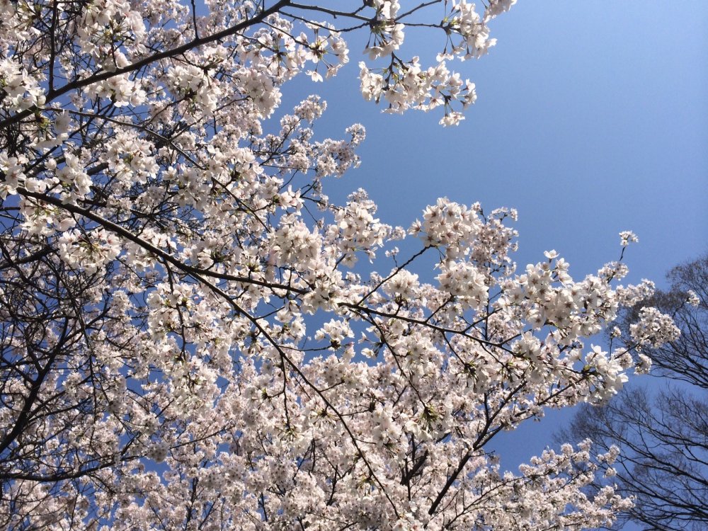 Sakura dengan langit biru