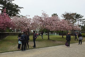 <p>มีสวนซากุระด้วย</p>