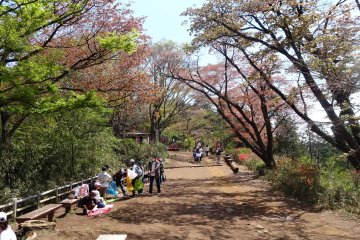 <p>ปิกนิกที่ Takaosan Senbonzakura ดินแดนแห่งซากุระ 1000 ต้นของภูเขาทะกะโอะ</p>