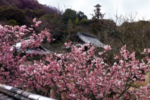 Cherry blossoms at Joshin-ji