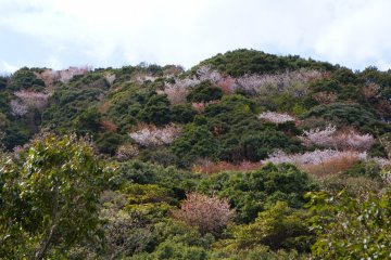 이미 주된 벚꽃 시즌(2월 초부터 3월 초까지)이 지났지만, 주변 언덕 위에 있는 몇 그루의 나무들은 좋은 색상을 볼 수 있었다