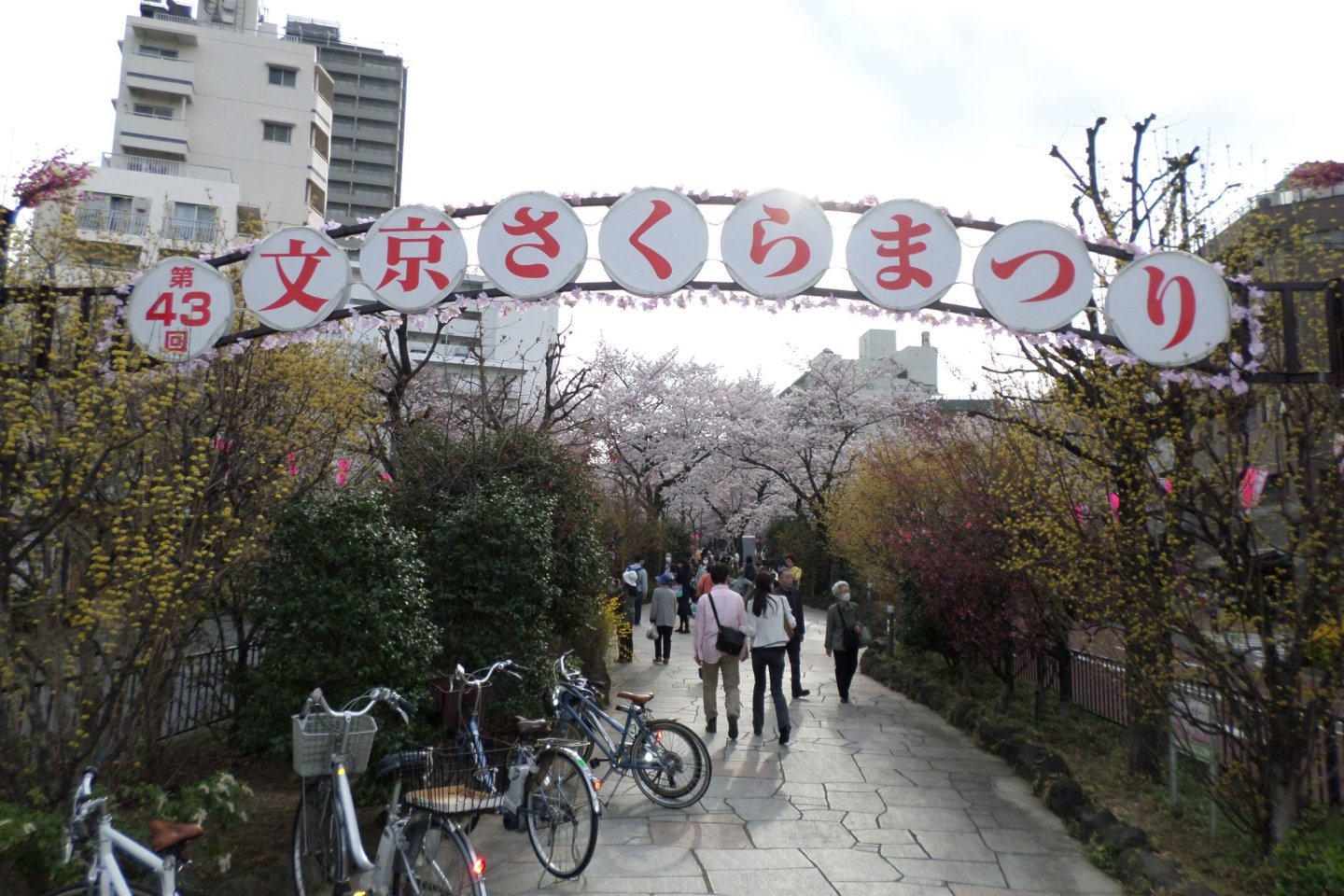 The 43rd annual Bunkyo Cherry Blossom Festival held was on March 29, 2014.