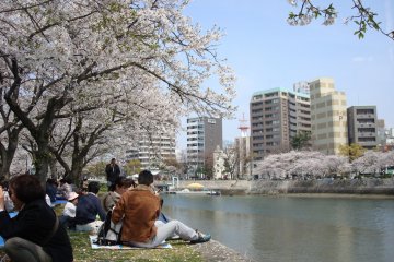 Hanami in Hiroshima Peace Park