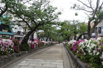 <p>ทางเดินดังคะซุระเต็มไปด้วยดอกอะซีเลีย</p>