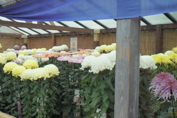 <p>После поля подсолнечников мы также нашли место, где они выращивают хризантемы. Цветы были почти одного роста с нами (не то, чтобы мы самые высокие в мире, но все же!..)</p>