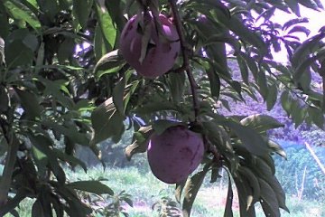 <p>The yellow plums were very juicy, their taste reminded me of my grandfather&#39;s produce when I was a child</p>