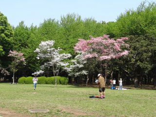 ต้น Dogwood ออกดอกเต็มต้น มีทั้งสีขาวและสีชมพู