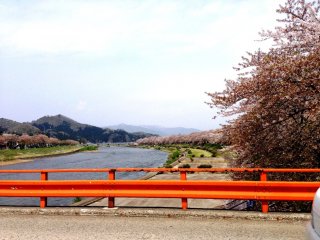 Along the Hinokinai River, there are over a thousand trees that line the banks.