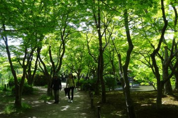<p>สวนเมเปิลญี่ปุ่น</p>