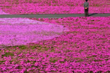<p>Shibazakura is called moss phlox, moss pink, mountain phlox and/or creeping phlox in English. Each plant grows only six inches tall, but spreads to twenty-four inches wide.</p>