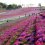 Tochigi's Flower Carpet Festival