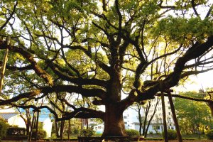 徳島藩初代藩主、蜂須賀家政の銅像の背後に聳え立つ大樹。この公園の木を見ていると、「ナルニア国物語」に出てくる、歩いたり、話したり、挙句の果てに走って戦う森の木々たちを思い出した!