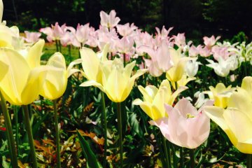 <p>A sea of yellow and pink tulips in the Four Seasons Garden</p>