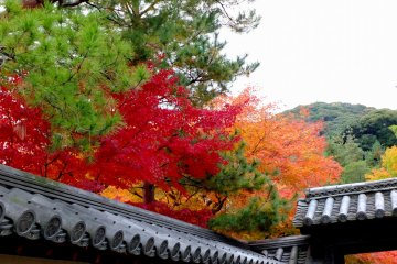 I wonder if Nene enjoyed these beautiful autumn leaves every year here in Kodaiji...