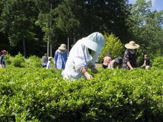 Пожилая женщина собирает чайные листья на плантации