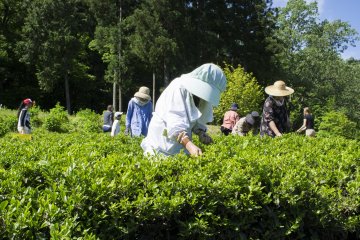 一位婆婆從茶樹上採摘茶葉。
