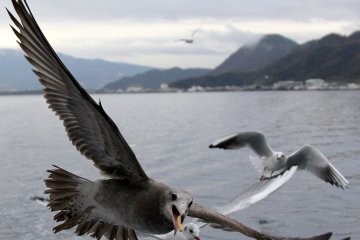 <p>These guys can catch the food in full flight.</p>