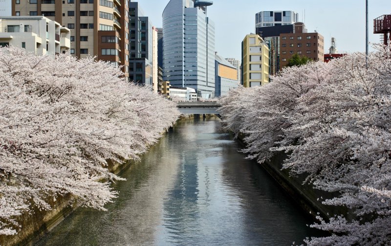 <p>The trees in full bloom on both sides of the river, surrounding it in a colorful embrace.&nbsp;</p>
