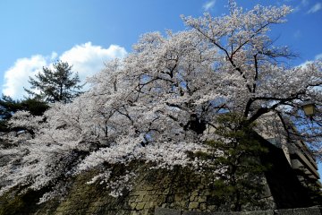 <p>Cherry blossoms on the stone wall of Fukui Castle</p>