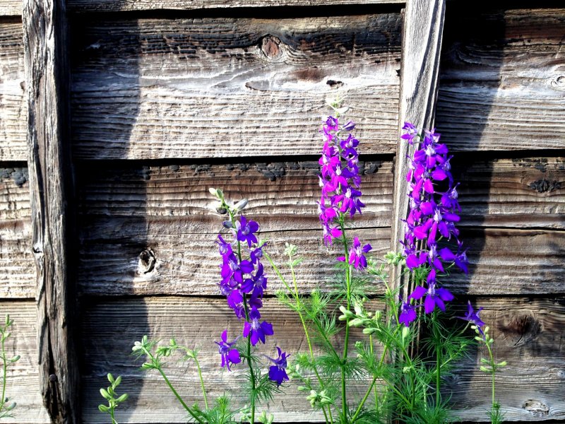 <p>Blue and purple flowers of the Delphinium family</p>