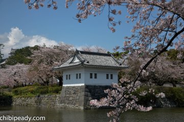 A lovely view of the moat, guard house and sakura