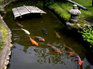 I could watch koi swimming for hours