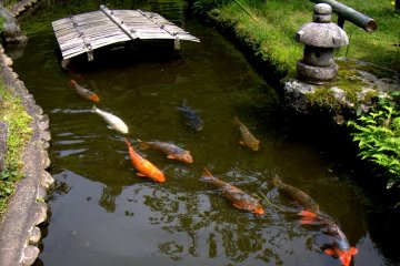 <p>I could watch koi swimming for hours</p>