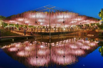 Ночная подсветка глицинии отражается в воде. Просто удивительно, как тщательно сооружена опорная конструкция для деревьев в цветочном парке Асикага только ради сезона цветения, которое длится всего пару недель в году с апреля по май.