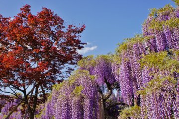 후지의 자연미. 아시카가 공원의 입장료는 시즌과 개화기에 따라 결정된다. 이 요금은 700엔에서 1600엔 사이가 될 것으로 예상한다. 황금주(5월 첫째 주)는 후지의 가장 좋은 시기로 입장료가 가장 비싸다