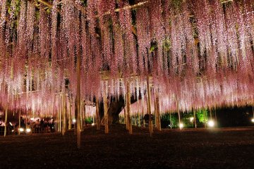 A last snap before heading homewards. The park is just a 1-hour drive from Tokyo, which makes it possible to stay back late in the park which is open until 9 p.m. during the days of the wisteria illumination.