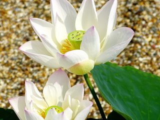 60 sortes de fleur de lotus fleurissent entre début juillet et début août