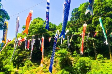 <p>Carp Banners as seen from forest entrance</p>