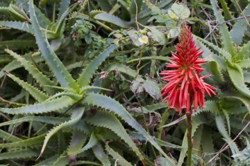 <p>Aloe plants bloom by the patio</p>