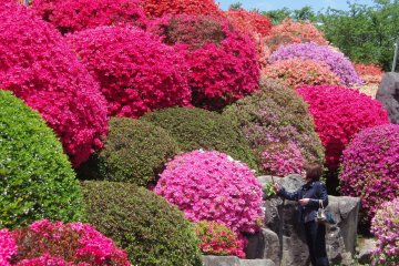 ดอกอะเซลเลียสุดสวยที่สวนซึรุมิเนะ