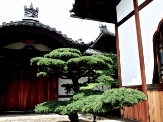 A gorgeous pine tree adorns the courtyard entrance