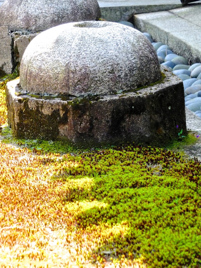 <p>Not sure what it is, but the combination of moss and stone and shadow was magical</p>