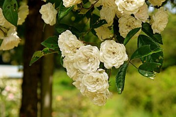 <p>These white roses smelled heavenly</p>