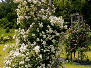 木製の垣に巻きついて咲くツルバラ