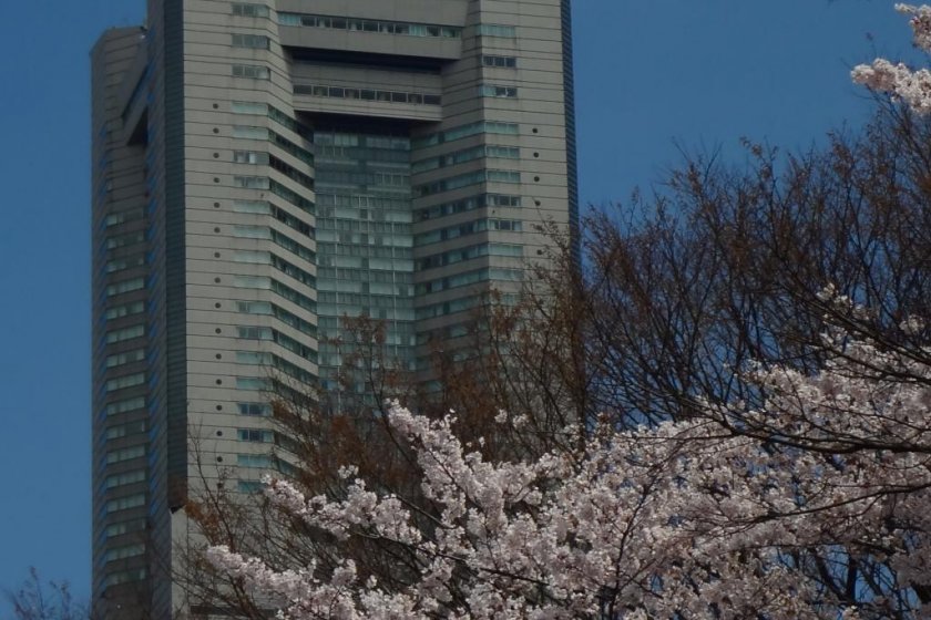 The Landmark Tower and other tall buildings in the Sakuragi-cho and Minato-mirai districts rise high over the cherry trees.