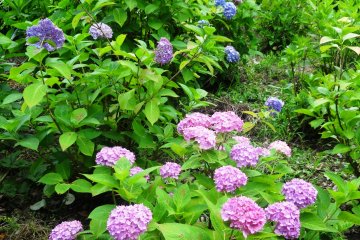 สีของดอกไฮเดรนเยียมีตั้งแต่สีม่วงเข้ม ไปจนถึงสีชมพูอ่อนและสีขาว