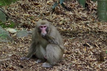 <p>Monkey looking at me</p>