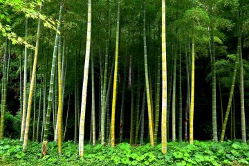 <p>Bamboo grove holding darkness</p>