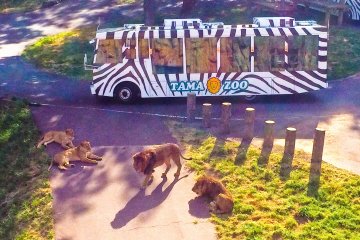 <p>Into the Lion&#39;s Den. The special sightseeing bus</p>