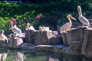 Some Pelicans waiting for their daily catch