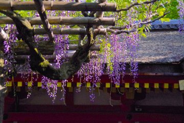 <p>Wisteria at the precincts</p>