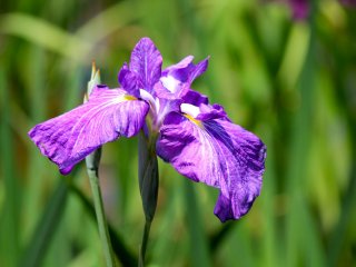 There are 412 varieties in bloom. This purple iris is such a beauty!