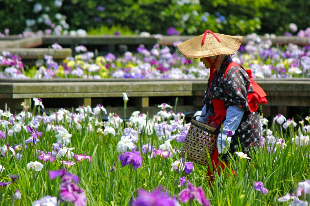 Japanese women adorned in colorful kimono walk gently through the iris paths&nbsp;