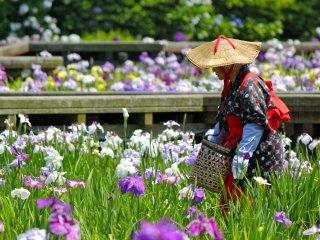 Phụ nữ Nhật Bản trong trang phục kimono đầy màu sắc đi bộ nhẹ nhàng qua những con đường hoa diên vĩ