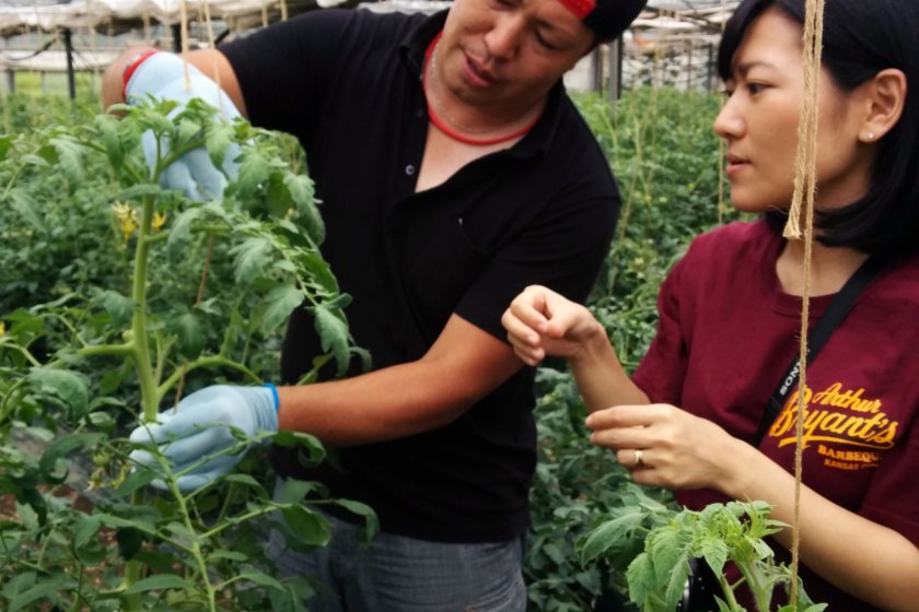Naga-san explains how we should straighten the vines of the tomato plants