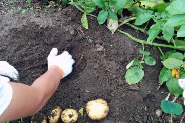 <p>Digging up potatoes is like finding buried treasure</p>